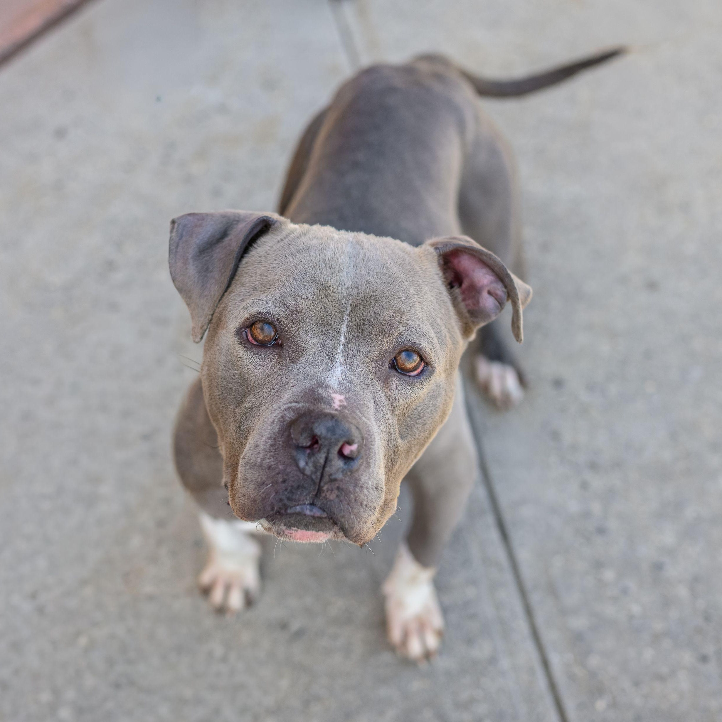 SHAY, ADOPTABLE, Young Female Pit Bull Terrier.