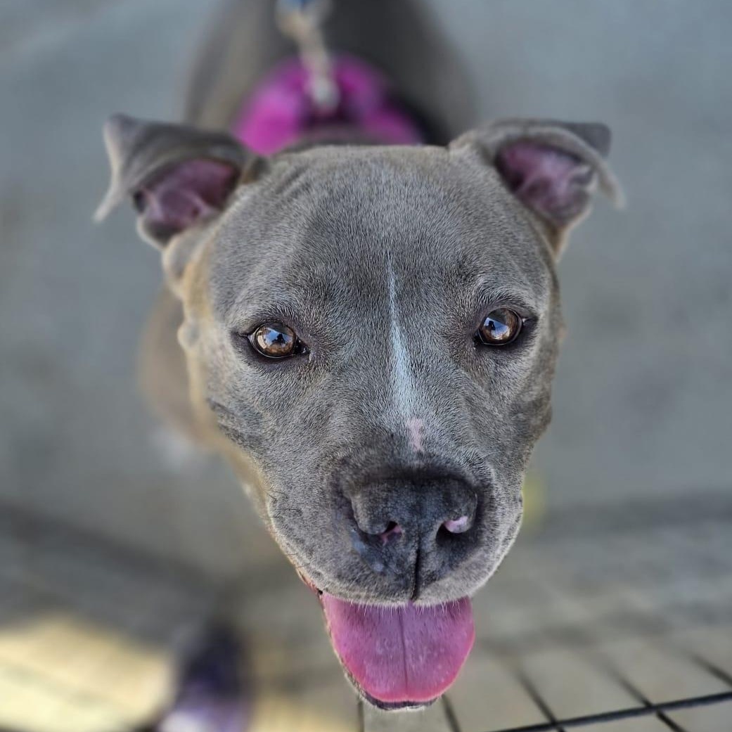 Enlarge SHAY, a ADOPTABLE mixed breed in Hamilton, NJ image 2/6