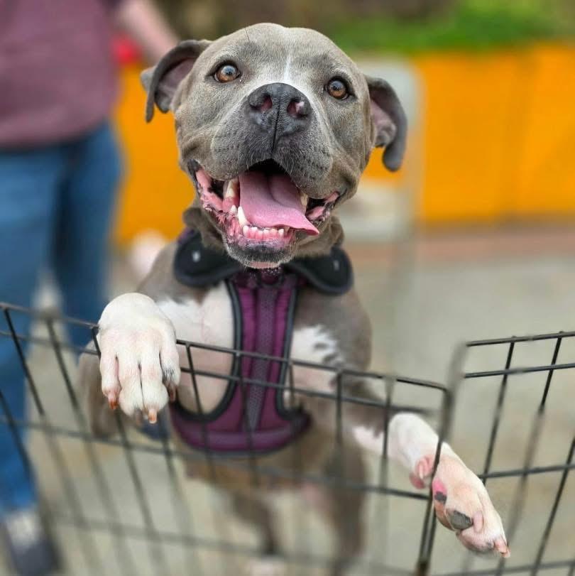 SHAY, ADOPTABLE, Young Female Pit Bull Terrier.
