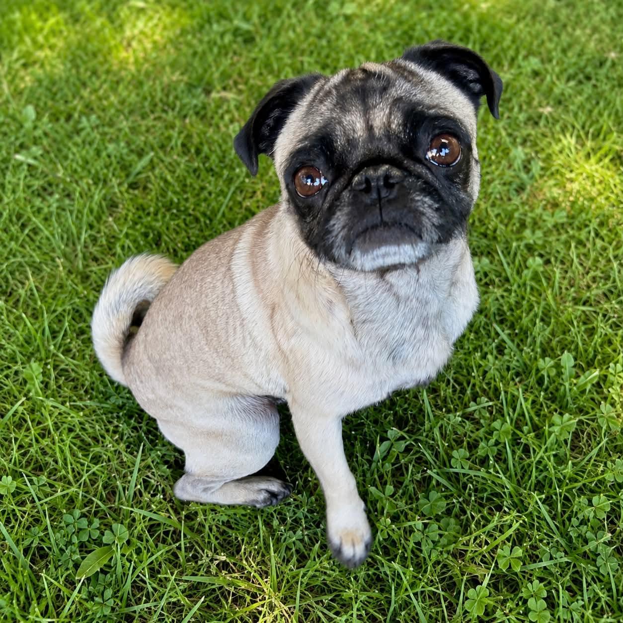 Frank, ADOPTABLE, Adult Male Pug.