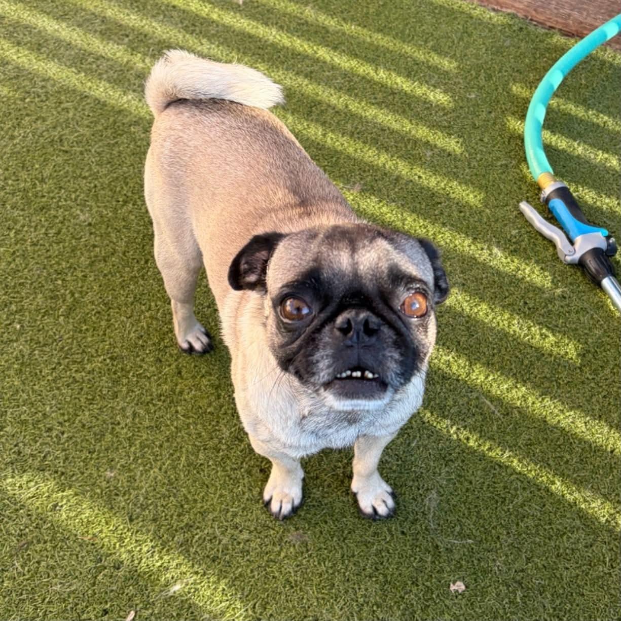 Frank, a ADOPTABLE Pug in Boulder, CO image 5/6