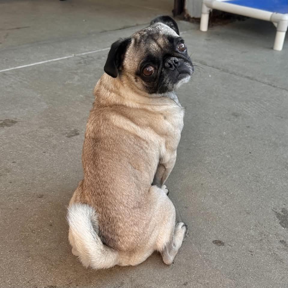 Frank, a ADOPTABLE Pug in Boulder, CO image 3/6