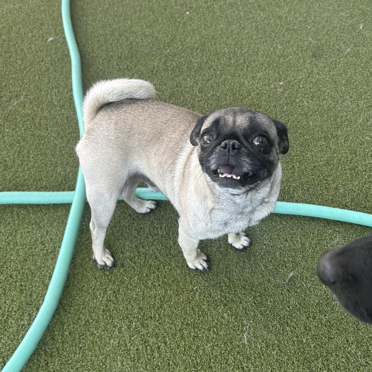 Frank, a ADOPTABLE Pug in Boulder, CO image 6/6