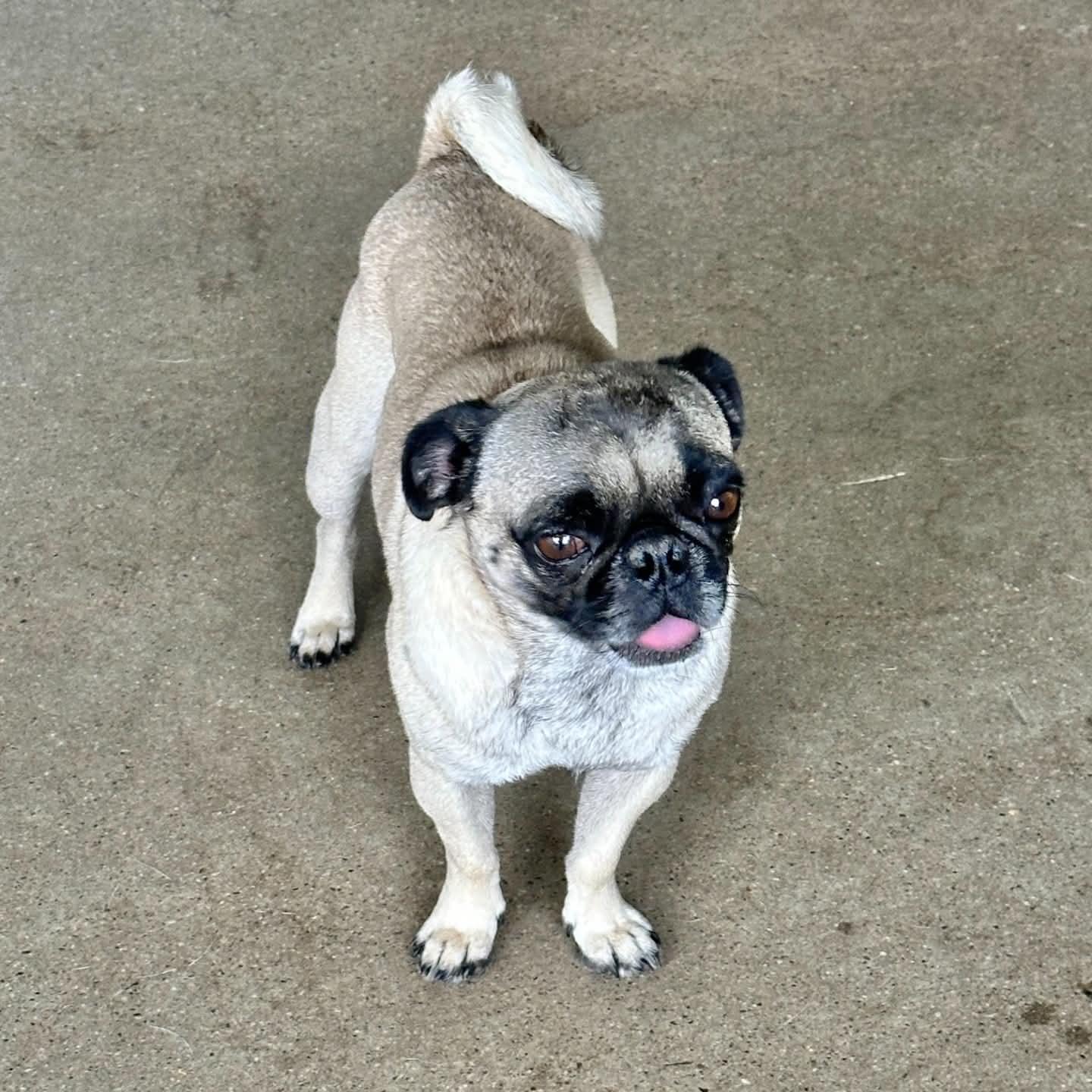Frank, ADOPTABLE, Adult Male Pug.