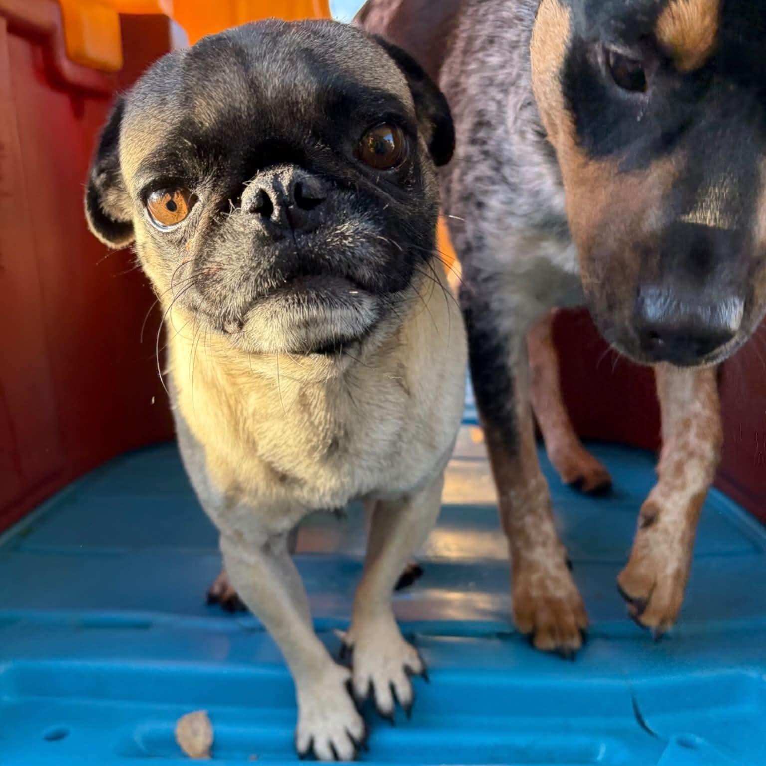 Frank, a ADOPTABLE Pug in Boulder, CO image 4/6