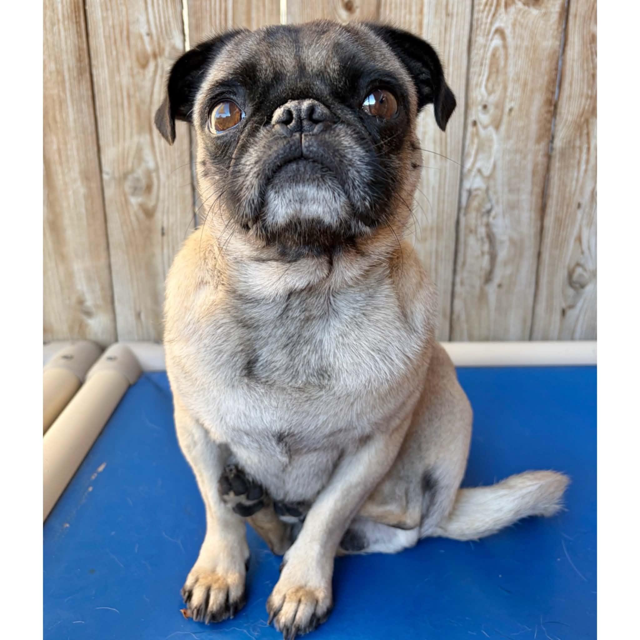 Frank, a ADOPTABLE Pug in Boulder, CO image 2/6