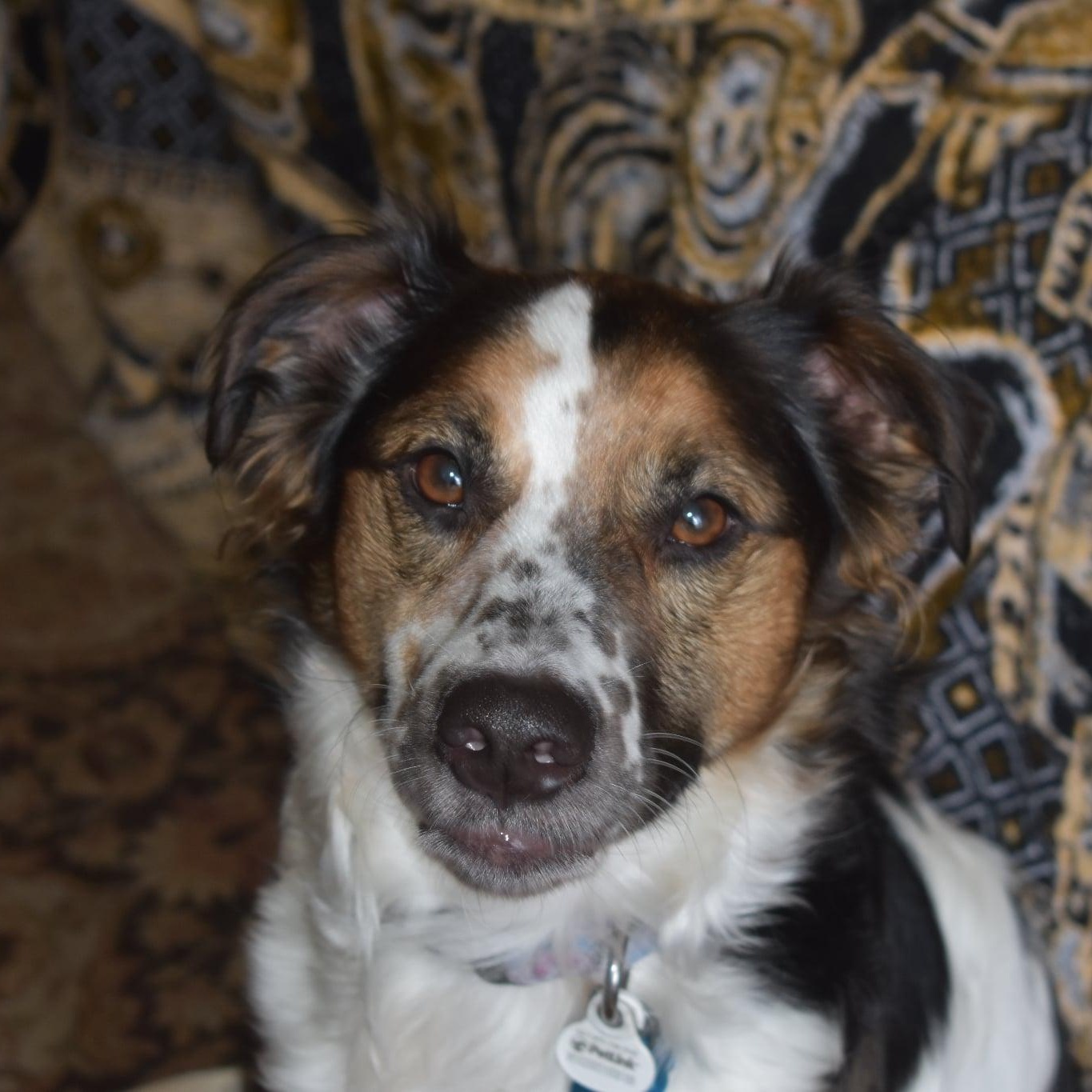 Enlarge Heidi, a Adoptable mixed breed in Danbury, CT image 4/6