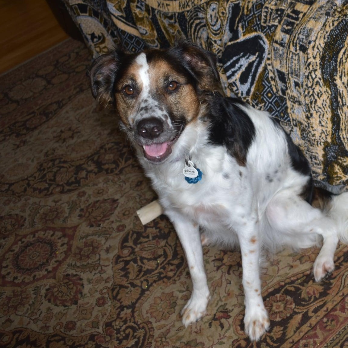 Enlarge Heidi, a Adoptable mixed breed in Danbury, CT image 2/6