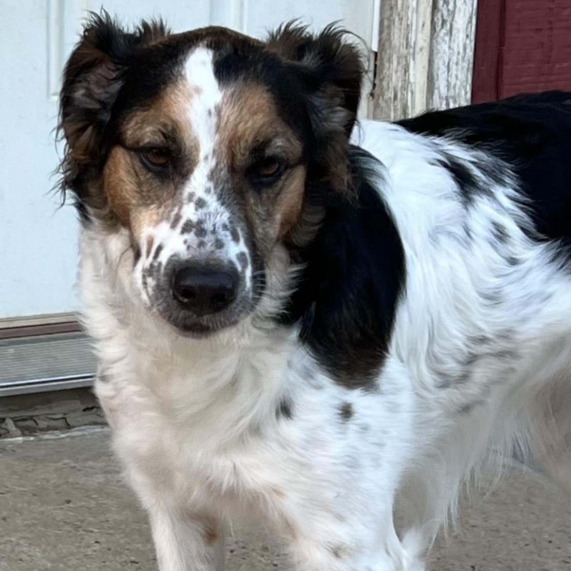 Enlarge Heidi, a Adoptable mixed breed in Danbury, CT image 5/6