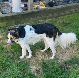 Enlarge Heidi, a Adoptable mixed breed in Danbury, CT image 3/6