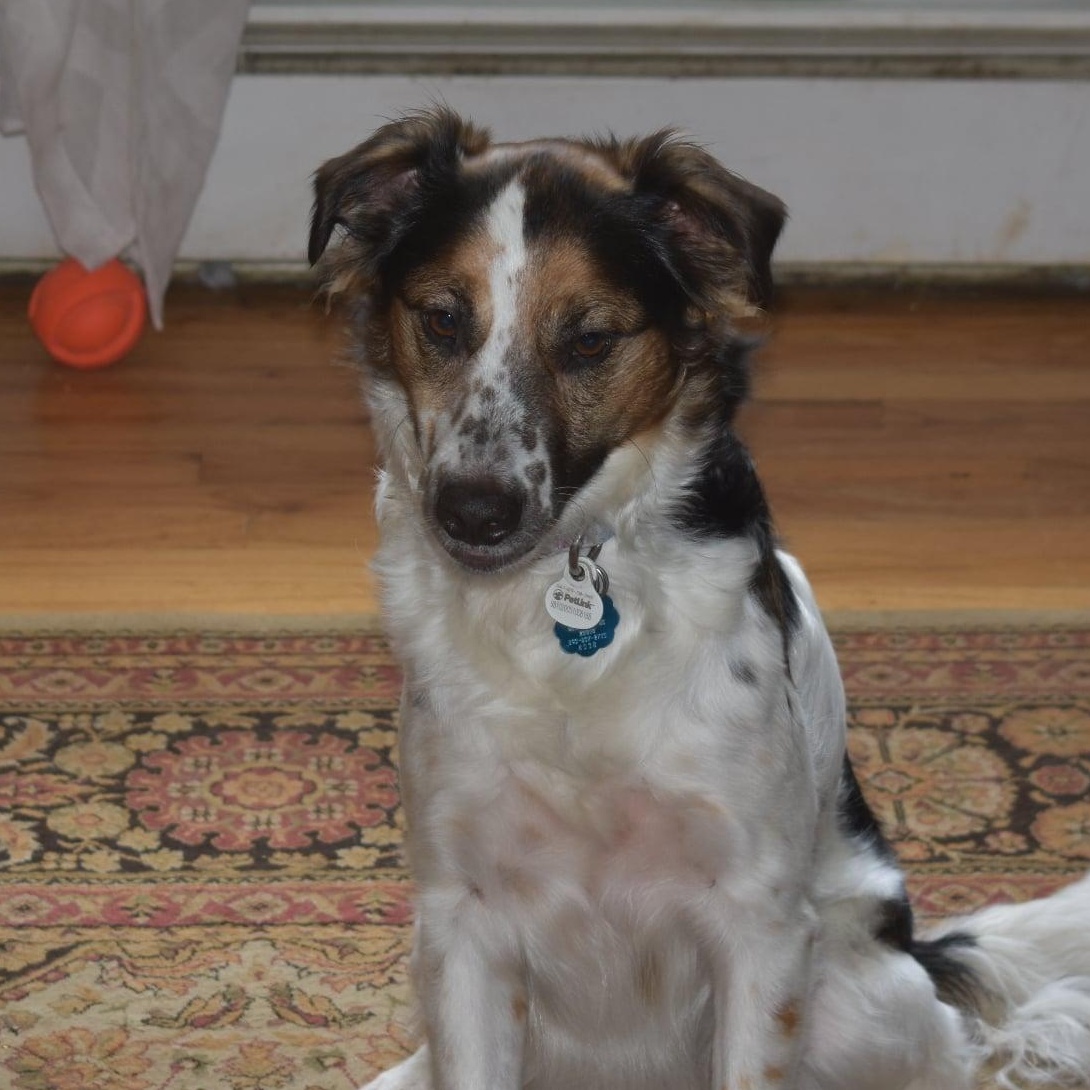 Enlarge Heidi, a Adoptable mixed breed in Danbury, CT image 6/6