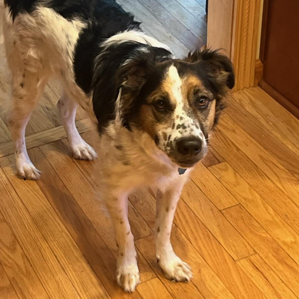 Enlarge Heidi, a Adoptable mixed breed in Danbury, CT image 1/6