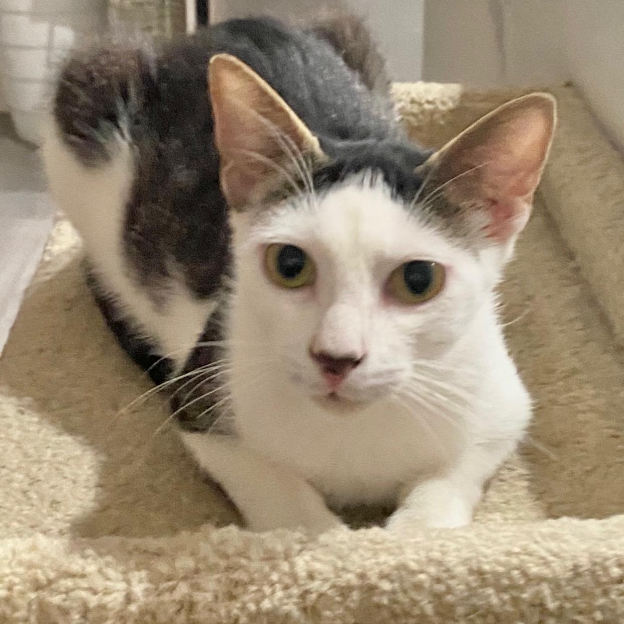 Enlarge Parker, a Adoptable Domestic Short Hair in Worcester, MA image 3/4