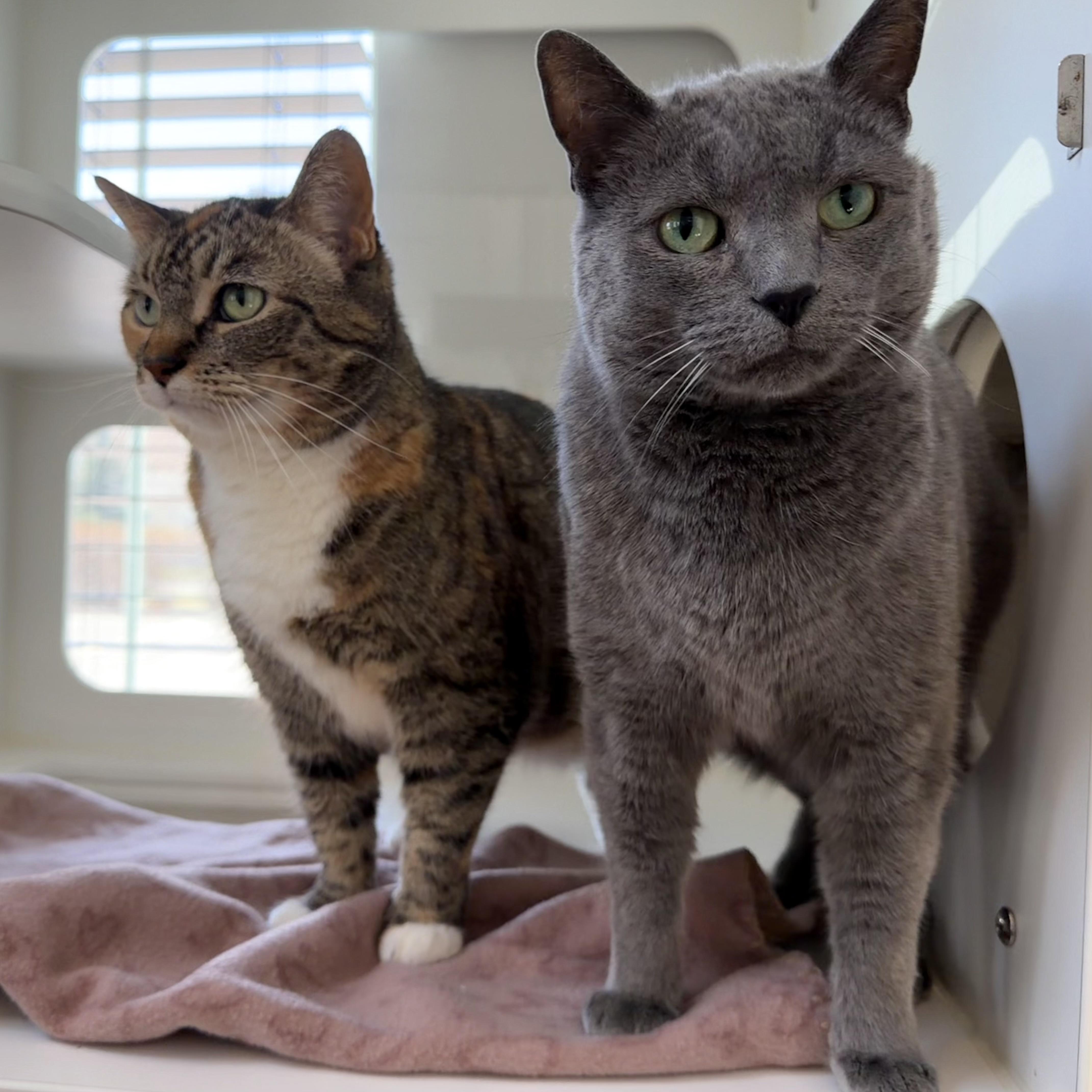 Enlarge Joy, an adoptable mixed breed in Libertyville, IL image 5/5