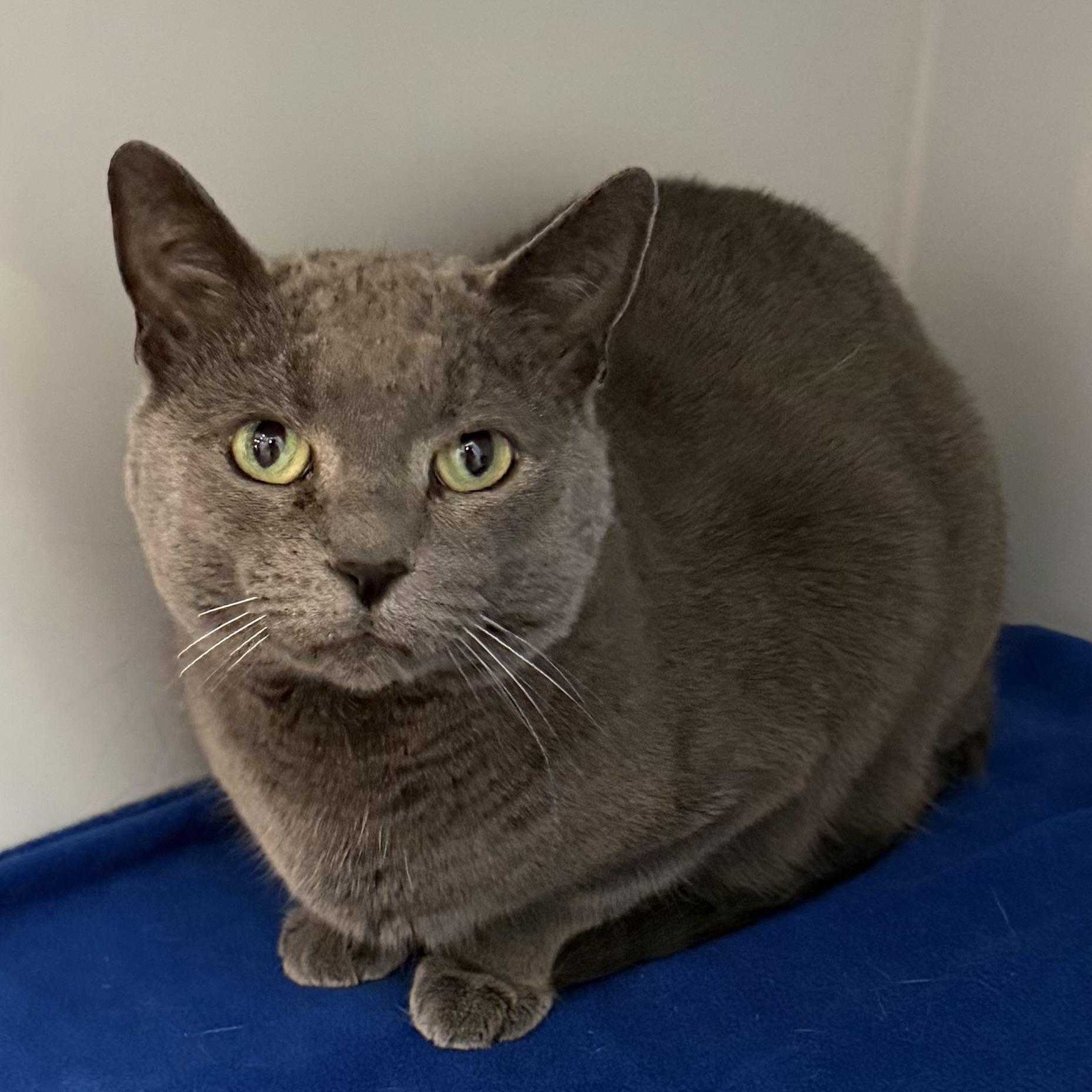 Enlarge Joy, an adoptable mixed breed in Libertyville, IL image 1/5