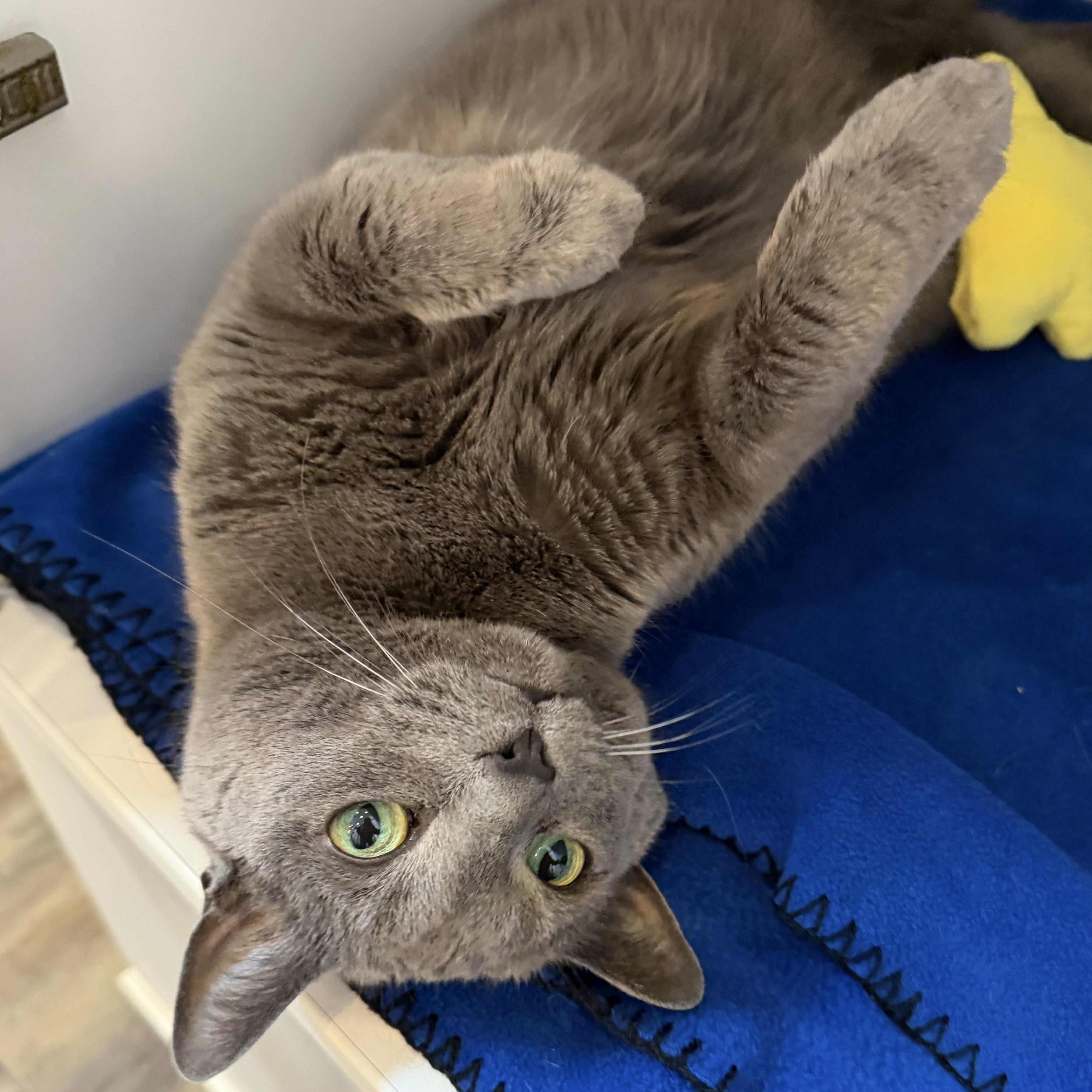 Enlarge Joy, an adoptable mixed breed in Libertyville, IL image 2/5