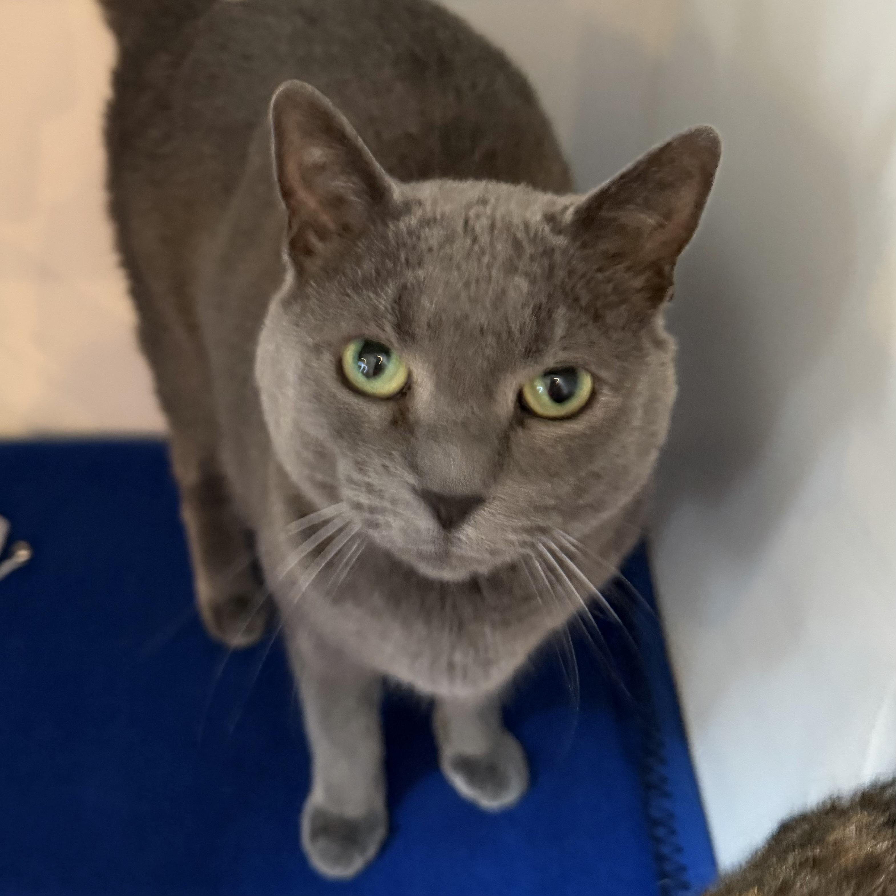 Enlarge Joy, an adoptable mixed breed in Libertyville, IL image 4/5