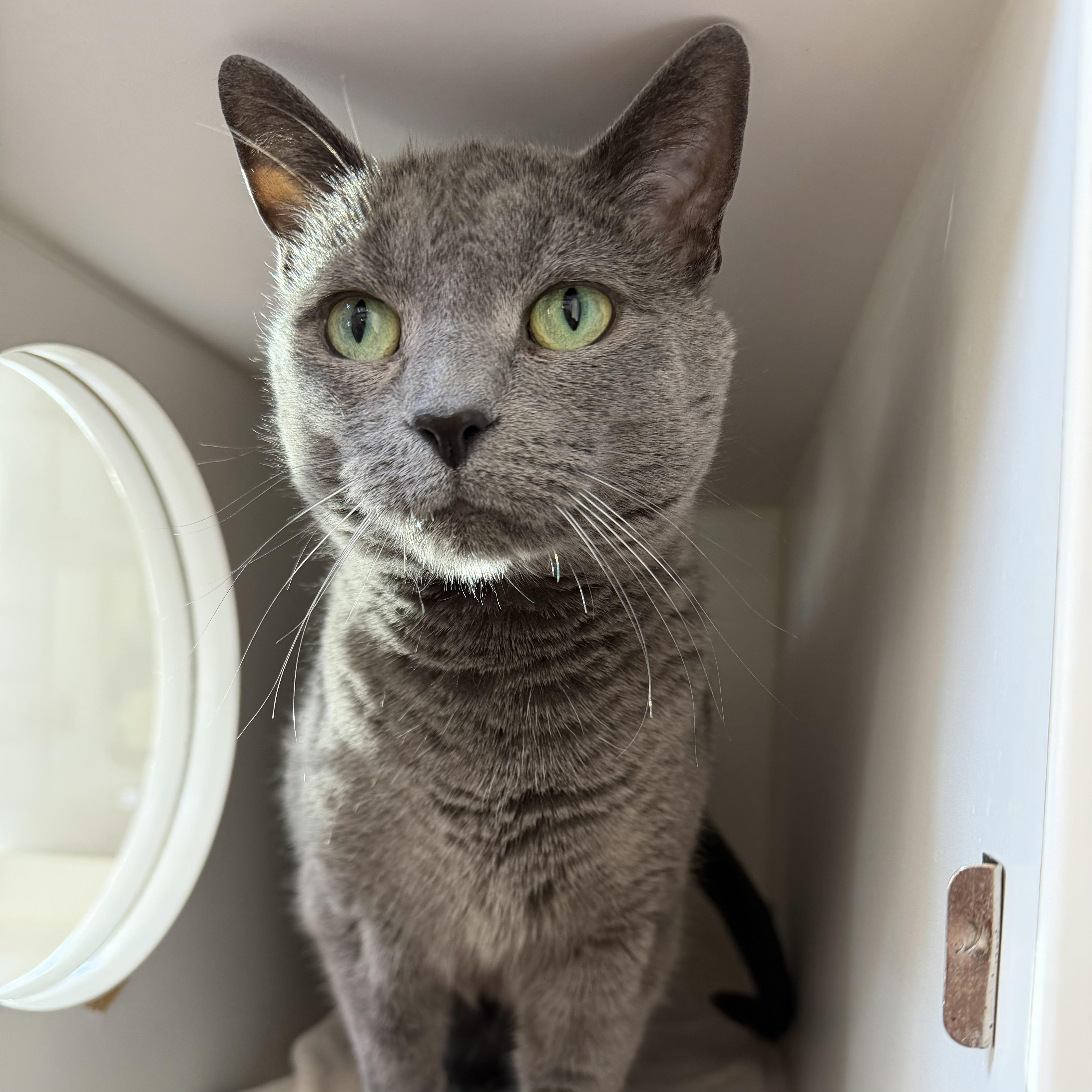 Enlarge Joy, an adoptable mixed breed in Libertyville, IL image 3/5