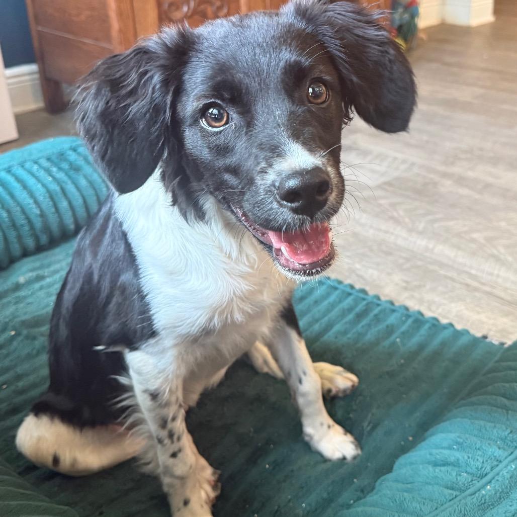 Martini, adopted, Young Female Border Collie.