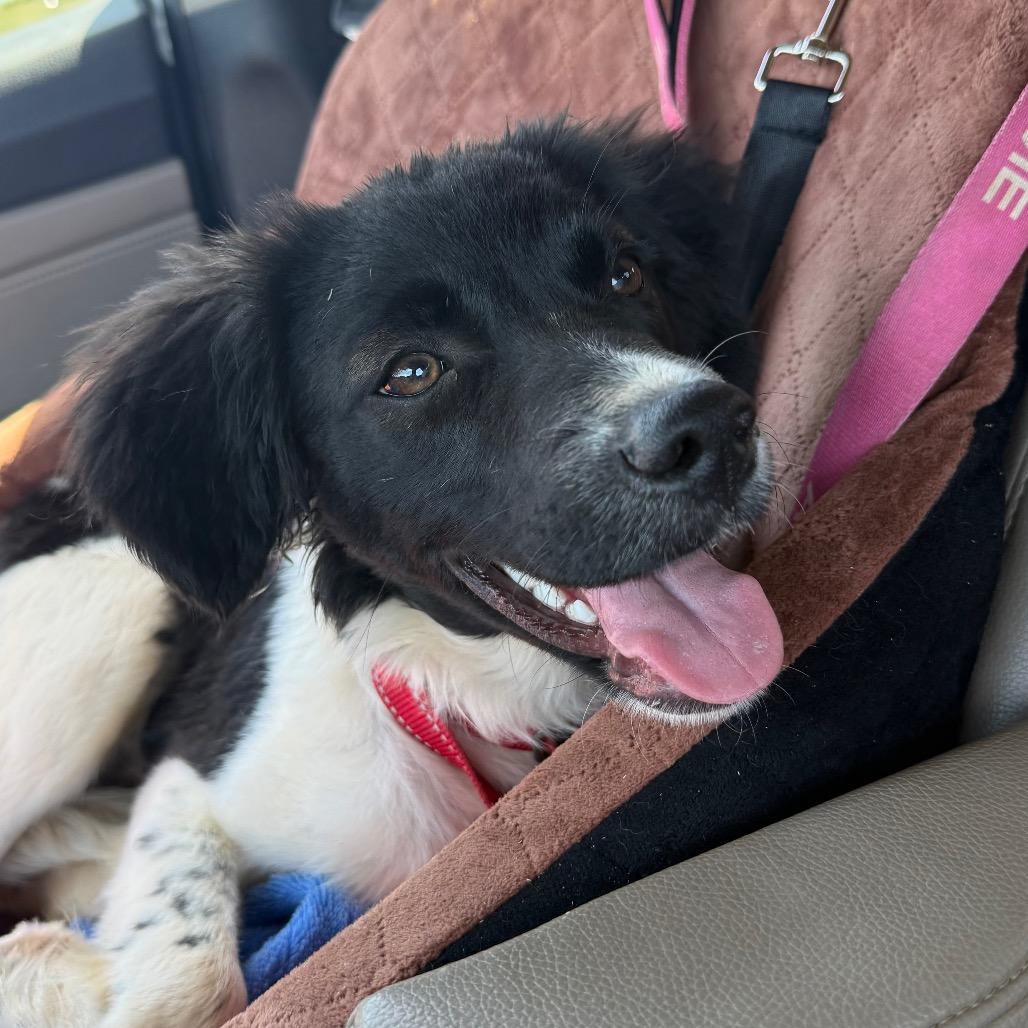 Enlarge Martini, an adopted mixed breed in Farmington, CT image 3/4