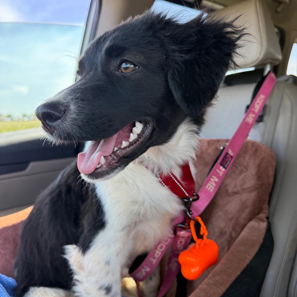 Enlarge Martini, an adopted mixed breed in Farmington, CT image 2/4