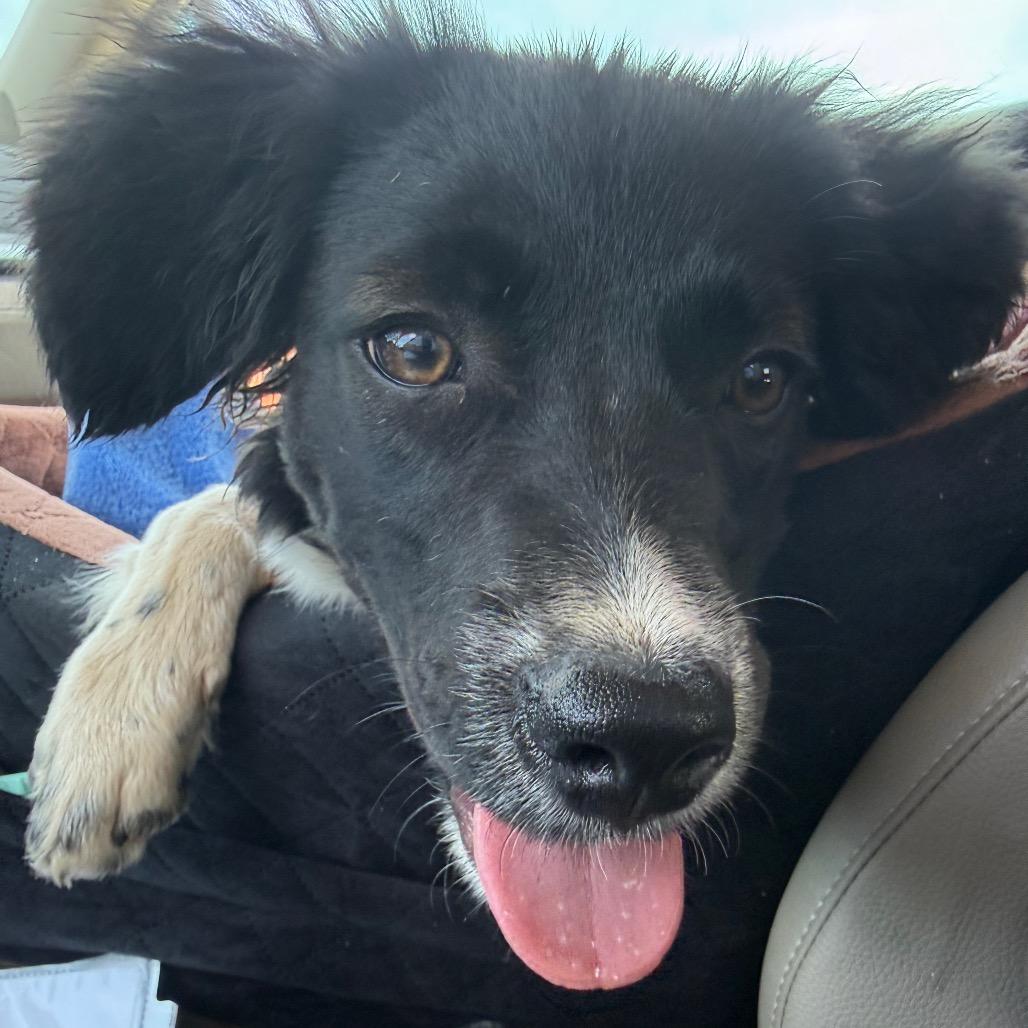 Enlarge Martini, an adopted mixed breed in Farmington, CT image 4/4