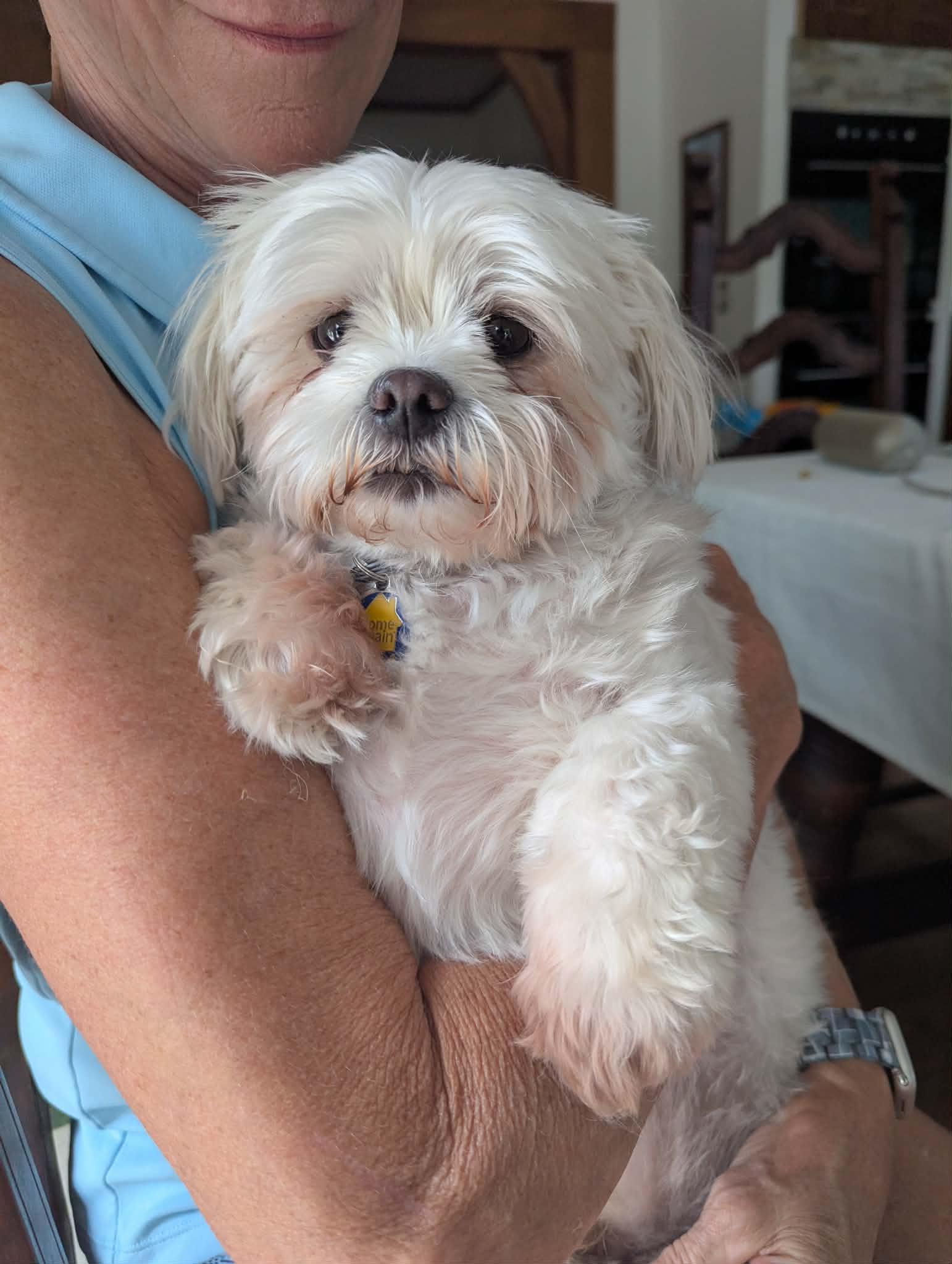 Grady Rico, Adopted, Adult Male Maltese.