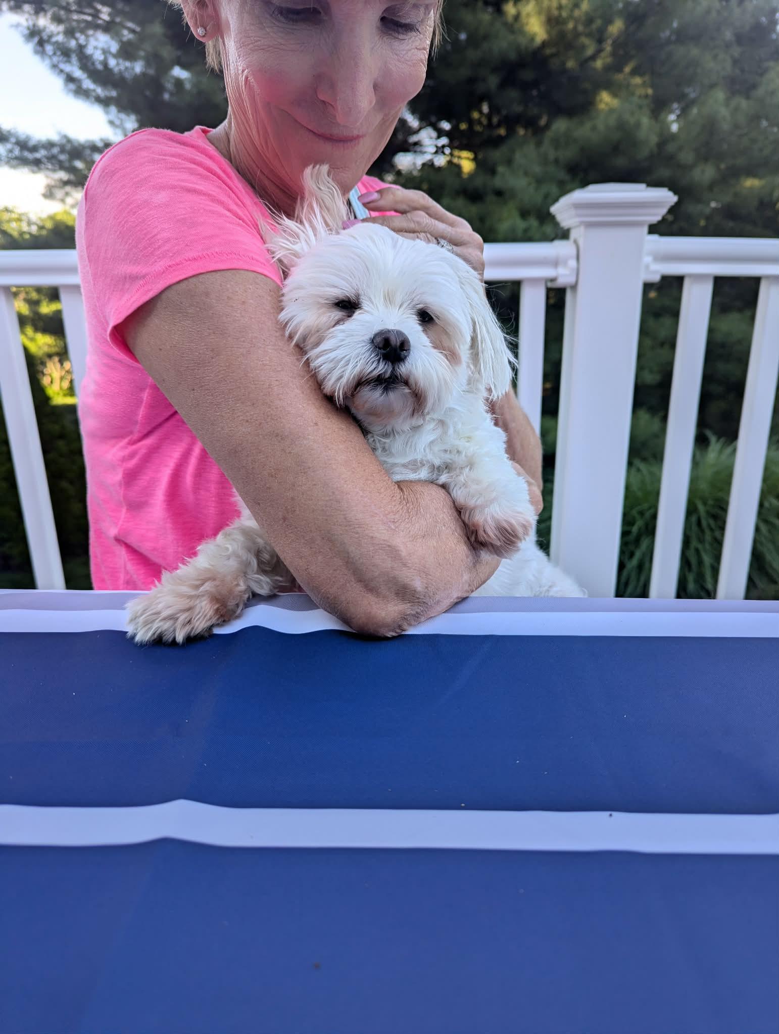 Grady Rico, a Adopted Maltese in Germantown, OH image 2/3