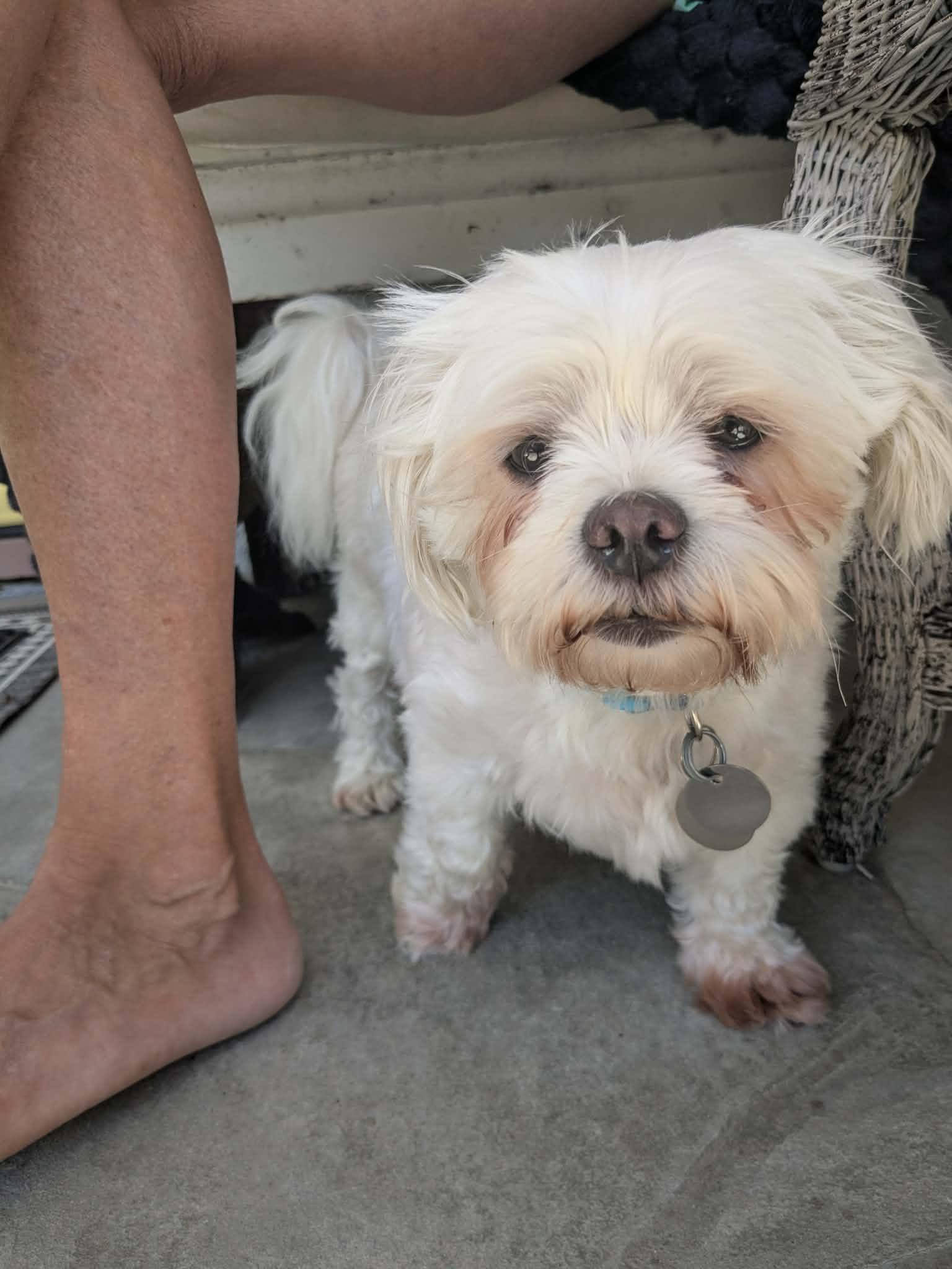Grady Rico, a Adopted Maltese in Germantown, OH image 3/3