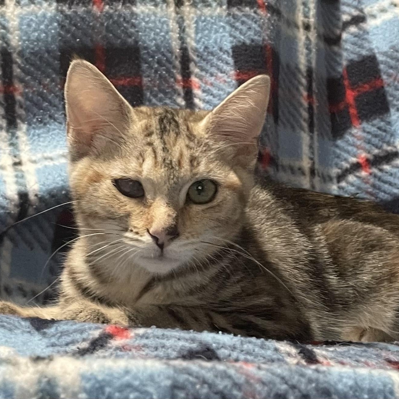 Enlarge Rocky Road, a Adoptable Torbie in Kalama, WA image 2/4