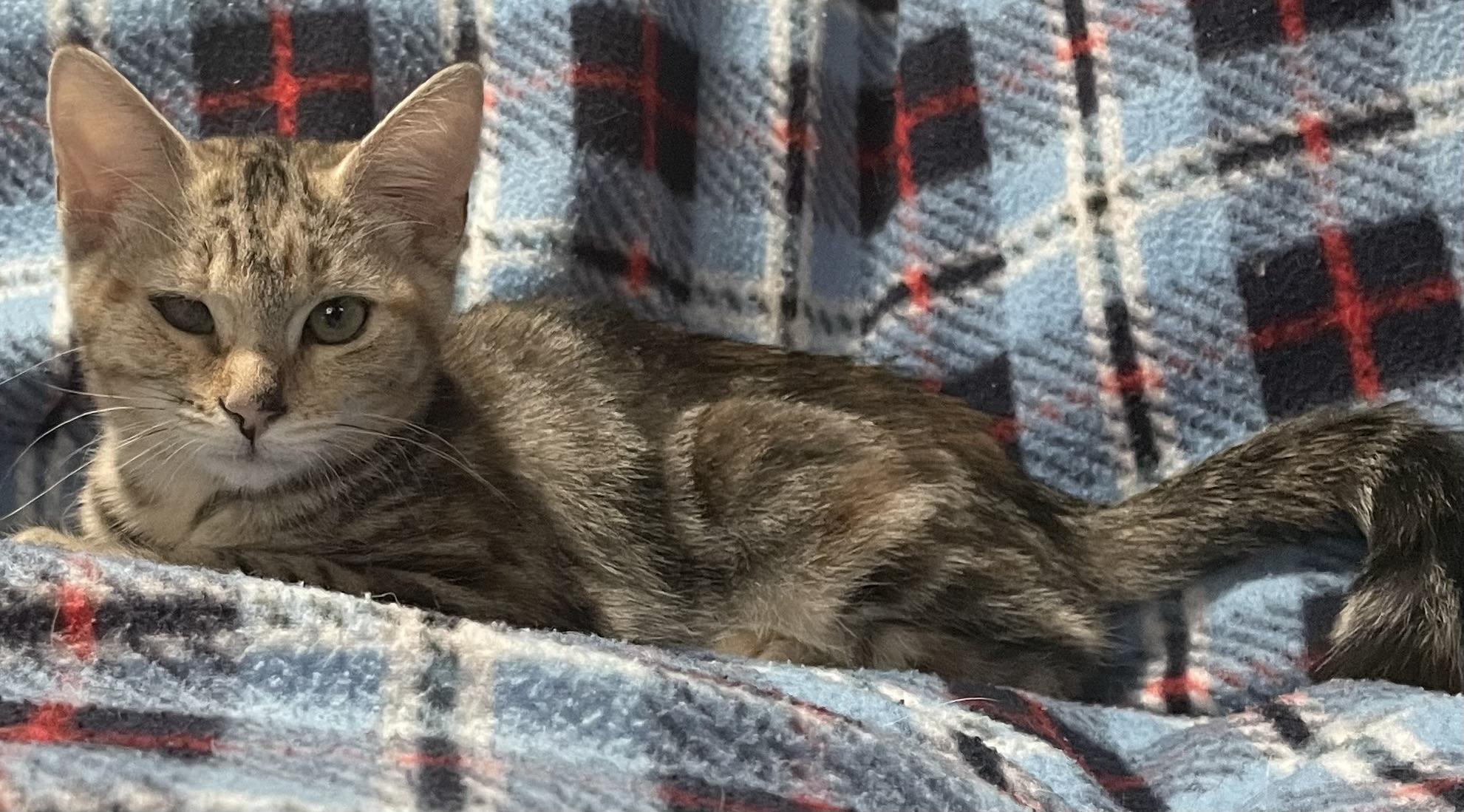 Enlarge Rocky Road, a Adoptable Torbie in Kalama, WA image 3/4