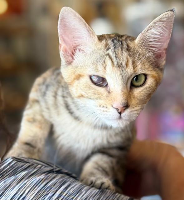 Enlarge Rocky Road, a Adoptable Torbie in Kalama, WA image 1/4