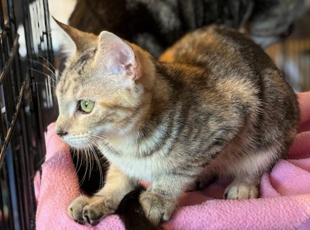 Enlarge Rocky Road, a Adoptable Torbie in Kalama, WA image 4/4