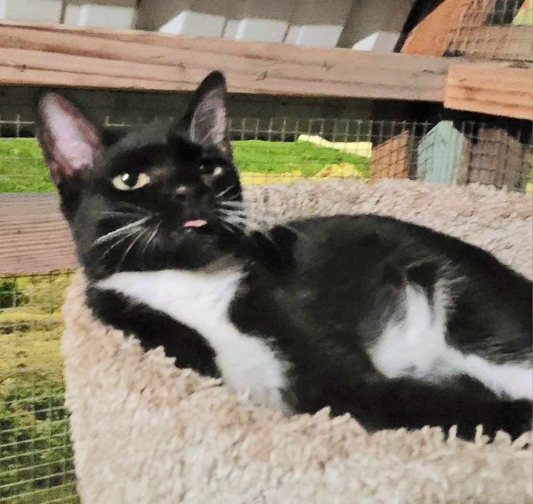 Willa, Adoptable, Kitten Female American Shorthair & Tuxedo.