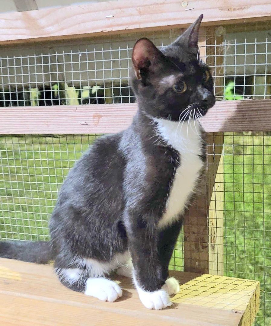 Enlarge Willa, a Adoptable mixed breed in Lakeland, FL image 2/6