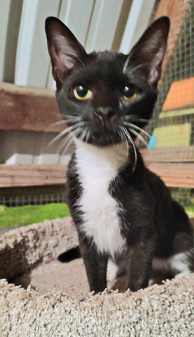 Enlarge Willa, a Adoptable mixed breed in Lakeland, FL image 3/6