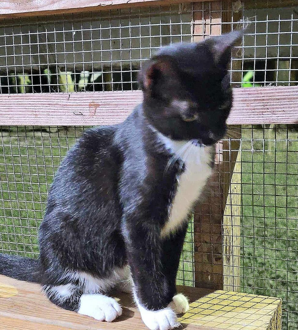 Enlarge Willa, a Adoptable mixed breed in Lakeland, FL image 4/6