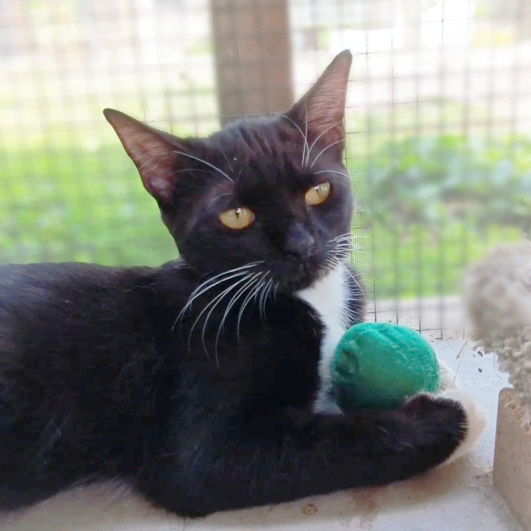 Enlarge Willa, a Adoptable mixed breed in Lakeland, FL image 5/6