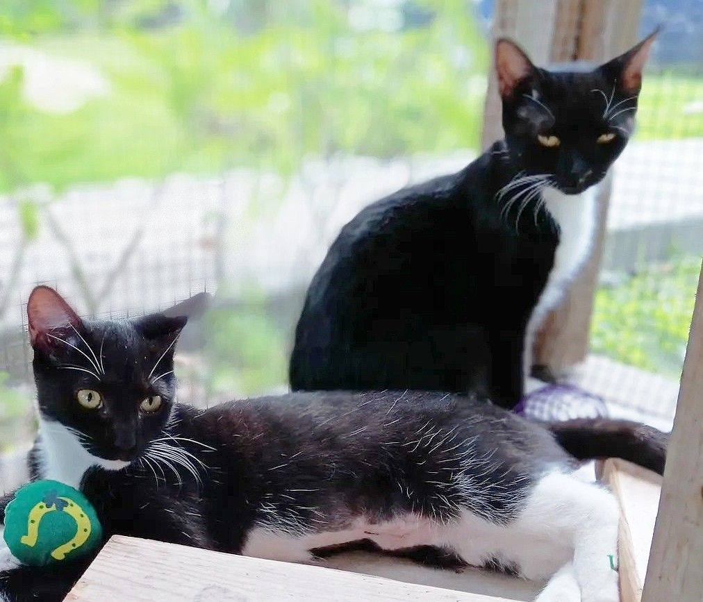 Enlarge Willa, a Adoptable mixed breed in Lakeland, FL image 6/6