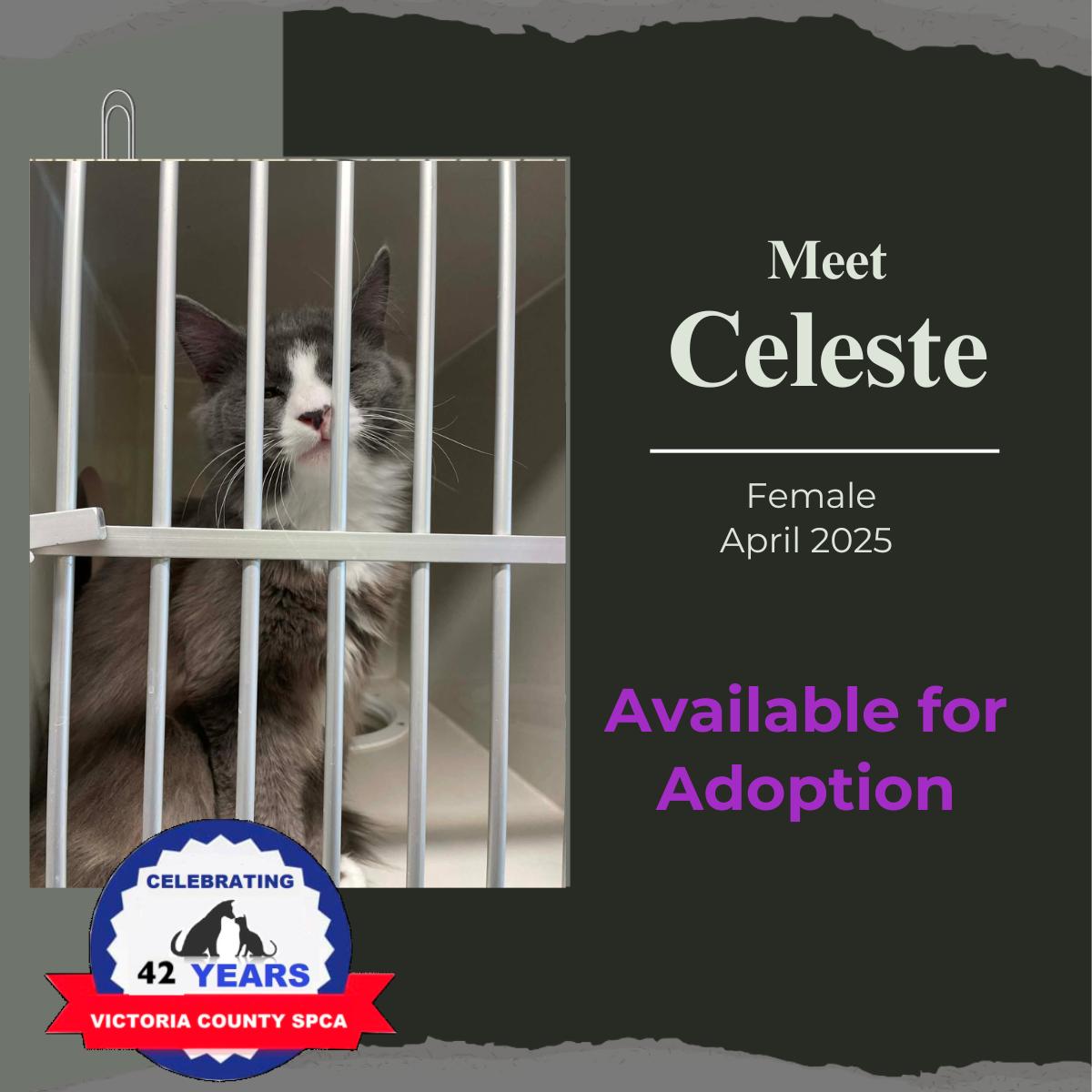 Celeste, Adoptable, Adult Female Domestic Long Hair.