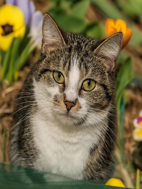 PRECIOUS, Adoptable, Young Female Domestic Short Hair.