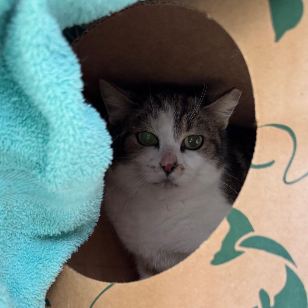 Enlarge Greta - Rodent Responder, Adoption Fees Waived!, a Adoptable Domestic Short Hair in Bristol, IN image 1/4