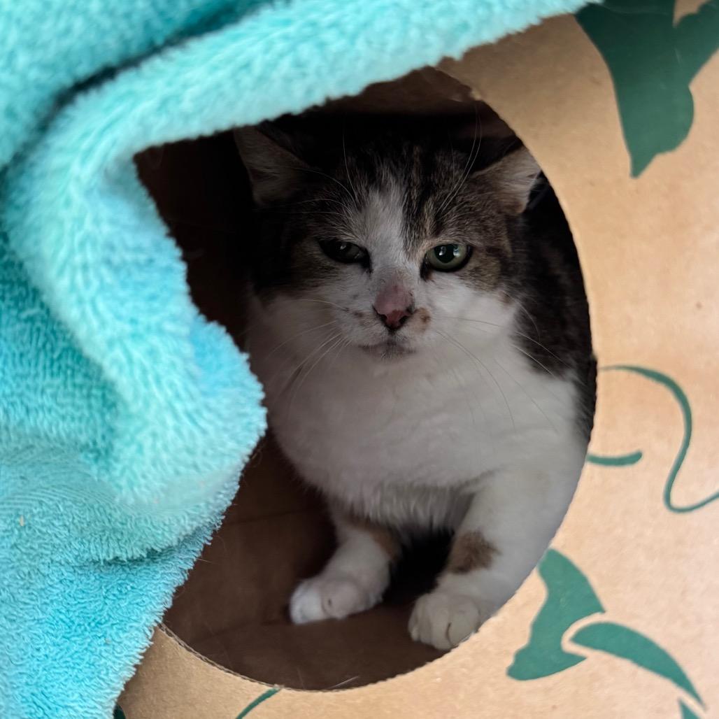 Enlarge Greta - Rodent Responder, Adoption Fees Waived!, a Adoptable Domestic Short Hair in Bristol, IN image 2/4