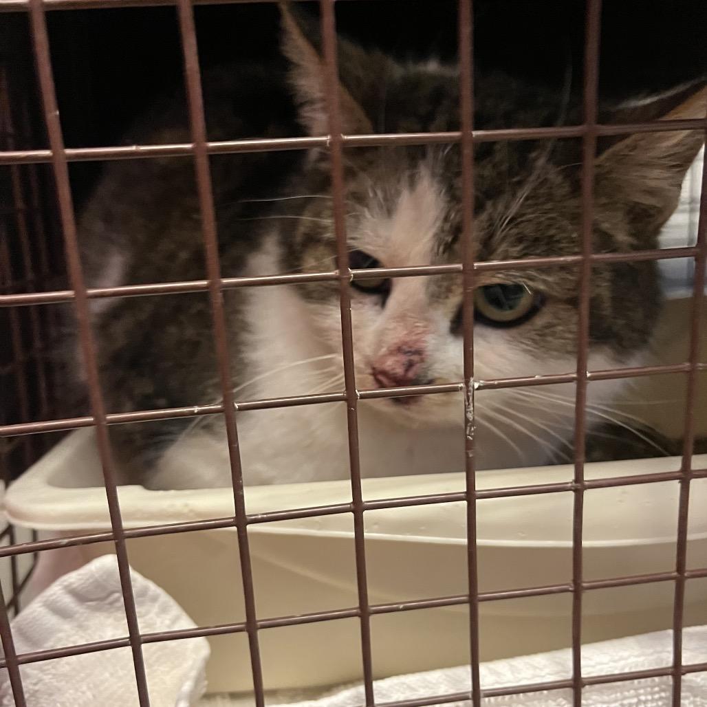 Greta - Rodent Responder, Adoption Fees Waived!, Adoptable, Adult Female Domestic Short Hair.