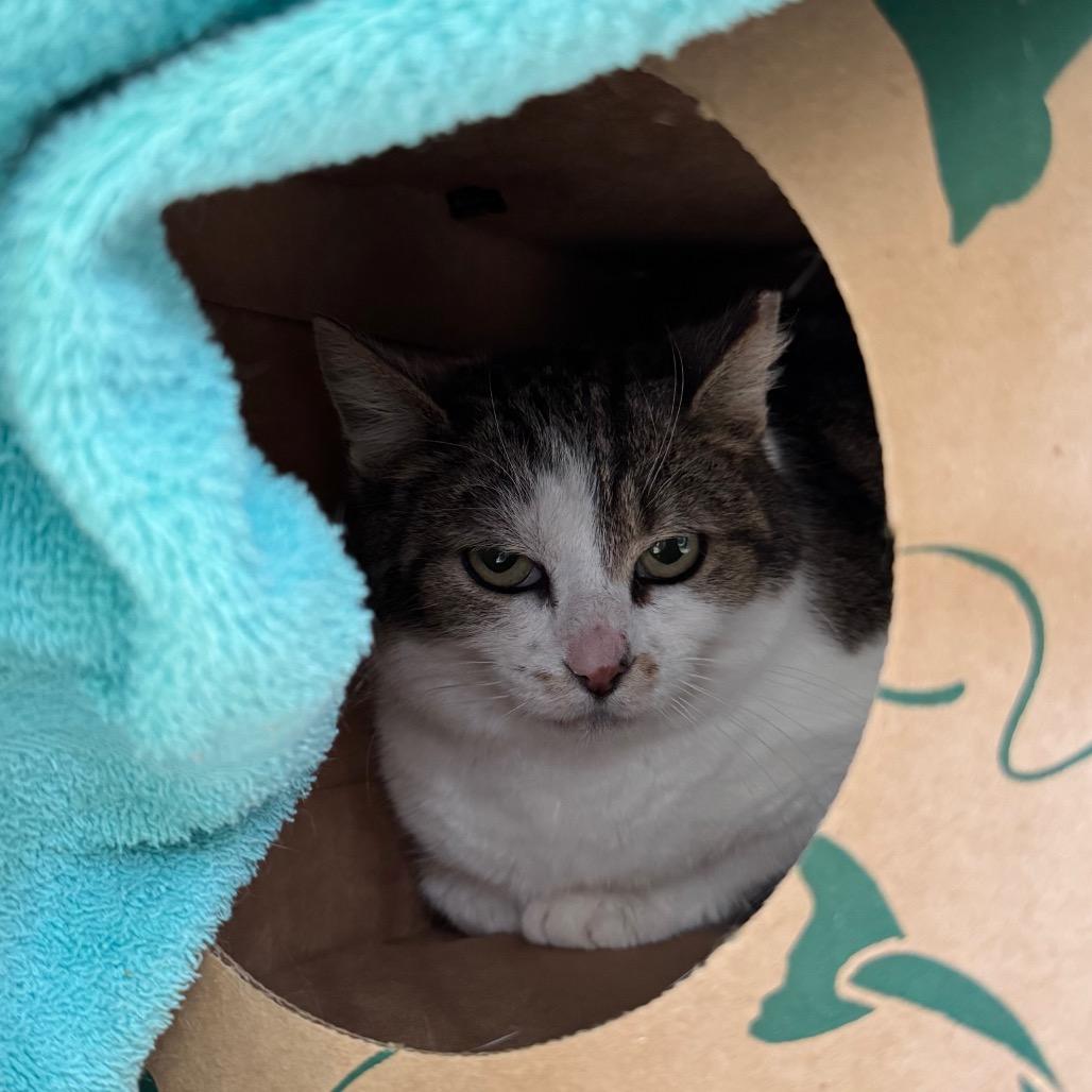 Enlarge Greta - Rodent Responder, Adoption Fees Waived!, a Adoptable Domestic Short Hair in Bristol, IN image 4/4