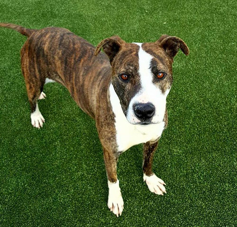 Enlarge Sweetart, a Adoptable mixed breed in Godfrey, IL image 1/2