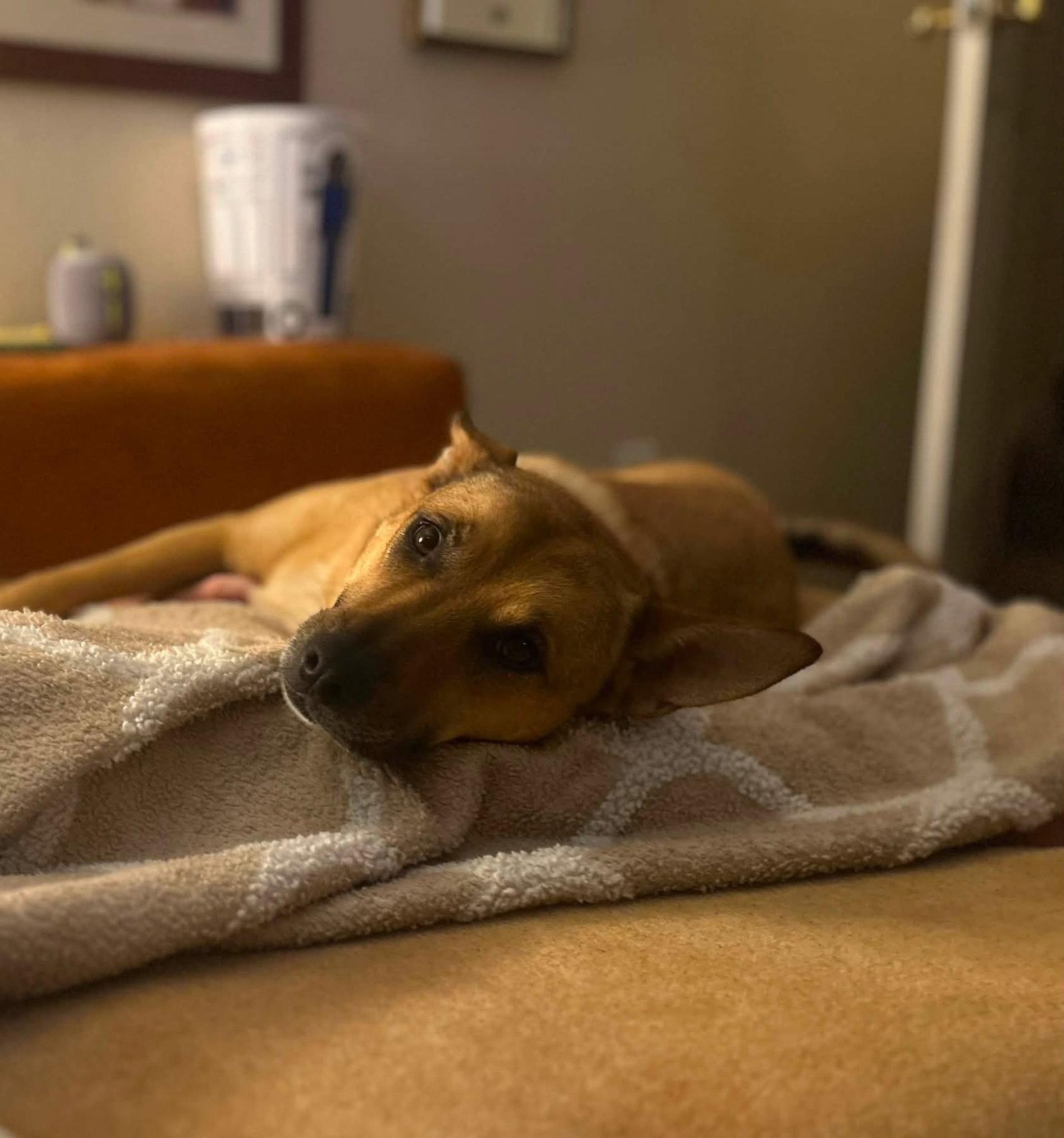 Aeris, Adopted, Adult Female Mixed Breed.
