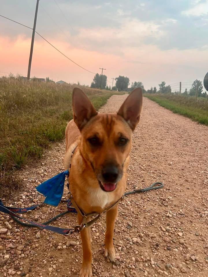 Enlarge Aeris, a Adopted Mixed Breed in Fort Collins, CO image 2/3