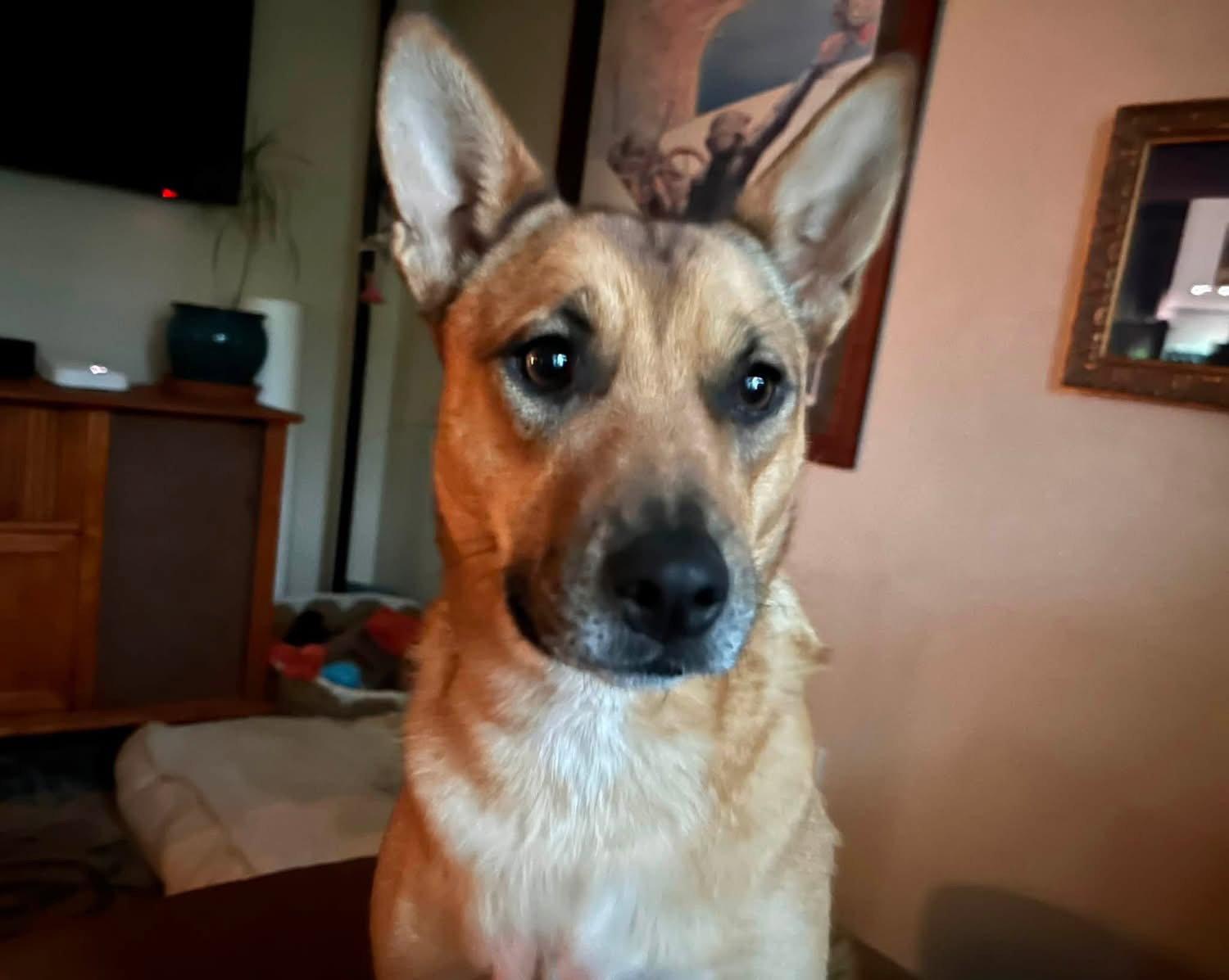 Enlarge Aeris, a Adopted Mixed Breed in Fort Collins, CO image 3/3