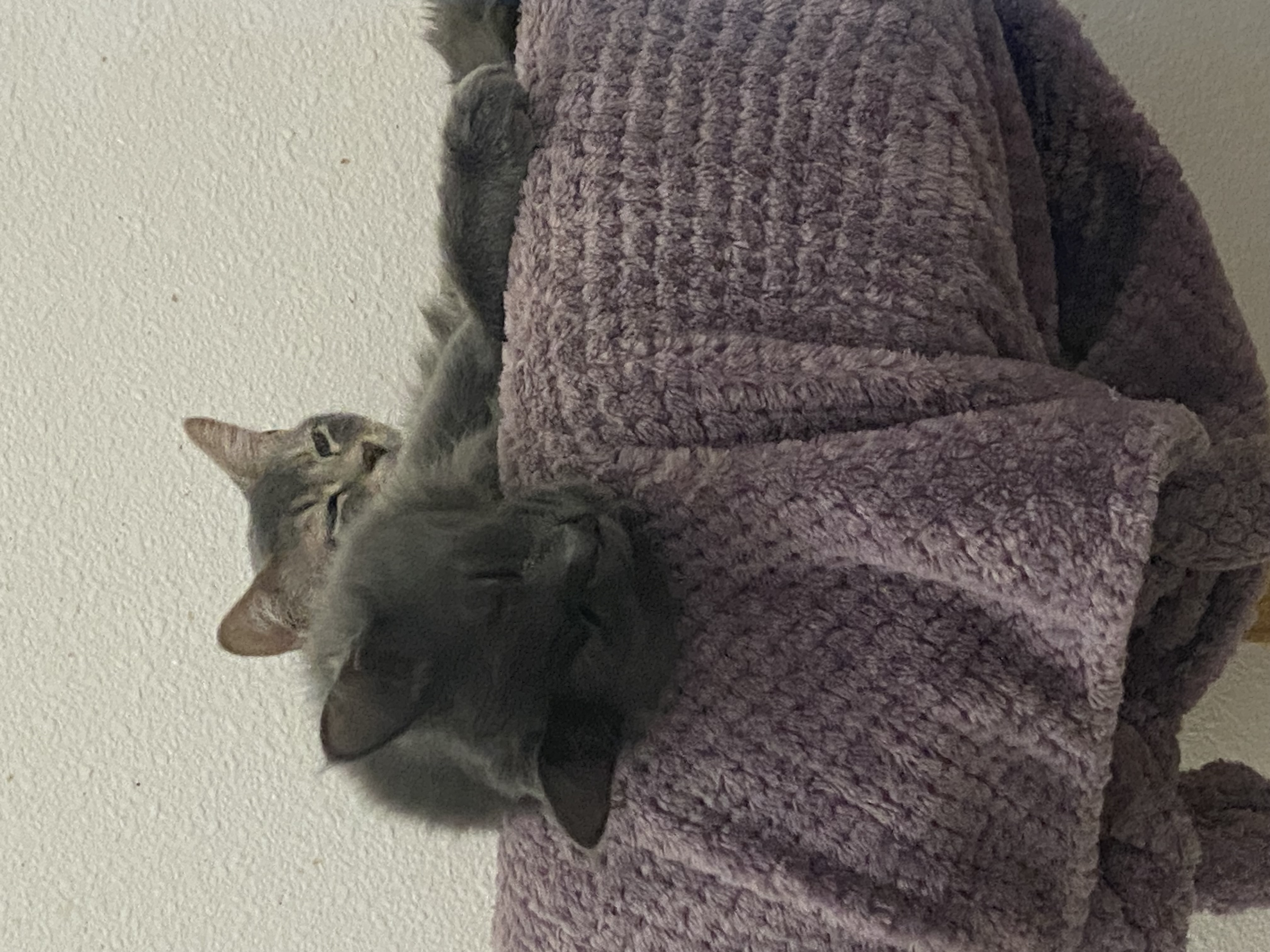 Cat for adoption Fontana, a Domestic Medium Hair Mix in Stanwood, WA